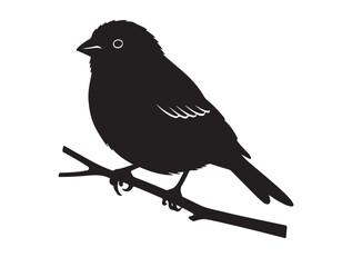 Finch in silhouette white background