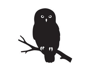 Pygmy Owl silhouette image white background.