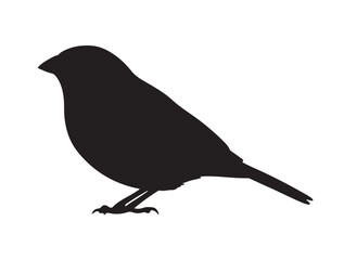 Waxbill in silhouette white background.