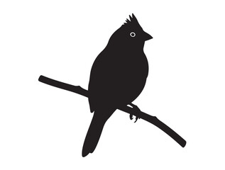 Zebra Finch in silhouette white background.