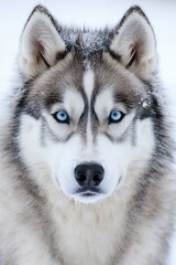 Obraz premium Husky Puppy with Crystal Blue Eyes Gazes Intently Amidst a Winter Wonderland of Snowflakes
