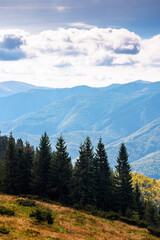 mountain landscape of ukraine with evergreen forest in autumn. beautiful place in carpathians with coniferous trees on hillside under cloudy sky. beauty in nature vertical wallpaper on a sunny day