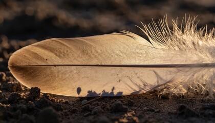A delicate feather lying on the earth glowing with warm sunlight
