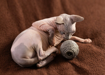 Portrait of sphynx cat with game ball