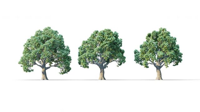 Lauri Oak summer trees swaying in the strong wind. Isolated 3D realistic tree swaying to the wind with alpha matte layer for transparency in the background.