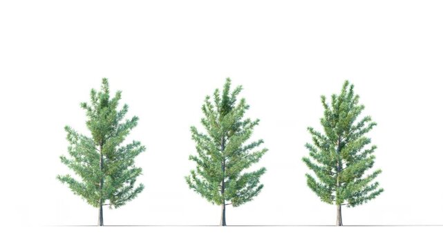 Piradona summer trees swaying in the strong wind. Isolated 3D realistic tree swaying to the wind with alpha matte layer for transparency in the background.