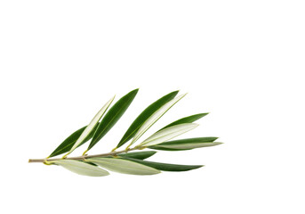 Fototapeta premium A vibrant green olive branch with healthy leaves, artfully positioned on a pristine transparent studio background with soft lighting, conveying natural purity and peace