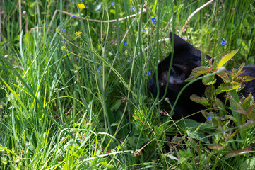 Black cat lies hidden in a green meadow