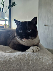 A cat lies on a blanket
