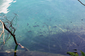 Small fish swim in the water of a lake