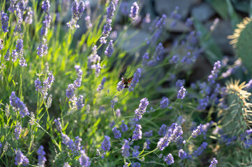 Hawk-moth butterfly on lavender blossom