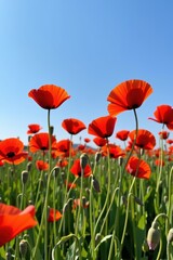 A vibrant field of red poppies under a clear blue sky, showcasing nature's beauty and the delicate details of the flowers.