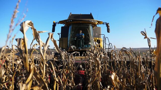 Harvester gathering ripe corn crop at field on sunny day. Combine cutting yellow maize stalks at meadow during harvesting season. Agricultural machine working on farmland. Agronomy and farming concept