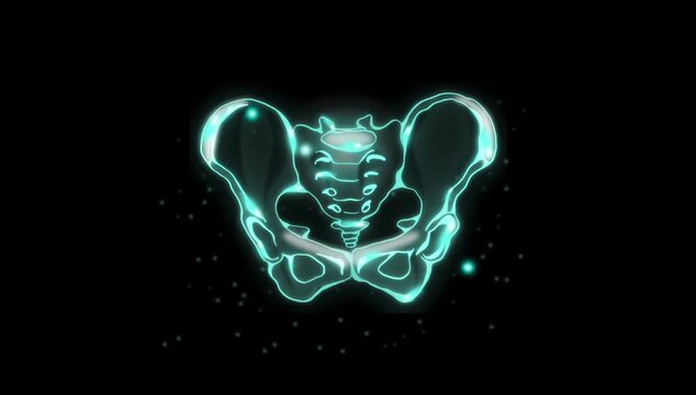 motion graphics animation of human female pelvis bones