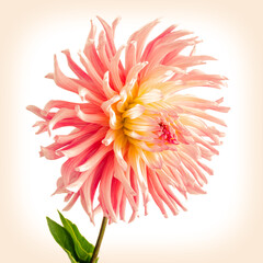 Cactus flowering dahlia against a light background.