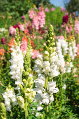 Snapdragons in the summer garden..
