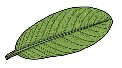 Obraz premium Single Green Leaf with Veins Illustration.