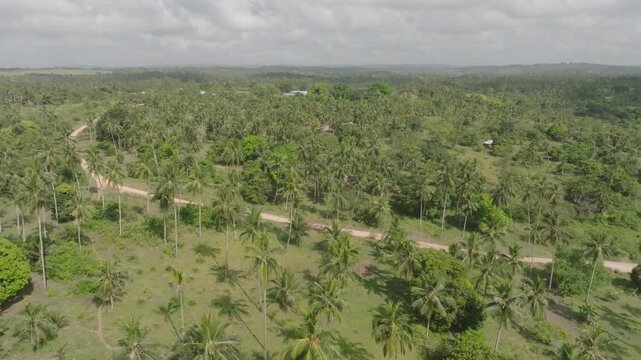 Aerial view of a vibrant green landscape dotted with lush palm trees creating a textured canopy, Kwale, Kwale County, Kenya.