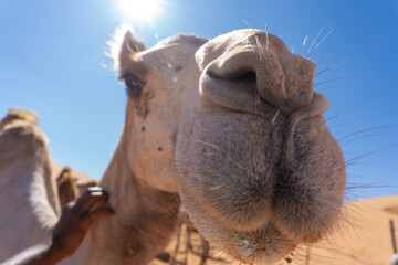 Racing camel portrait, close-up of a champion camel face in Oman