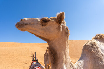 Racing camel portrait, close-up of a champion camel face in Oman