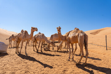 Camels drinking water at a desert watering place