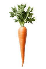 Whole fresh orange carrot with vibrant green foliage isolated as a cutout on transparent background