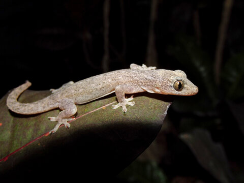 Asian house gecko, Hemidactylus frenatus, Krabi, Thailand 