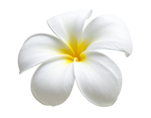 Side Profile White Plumeria Blossom with Curved Petals, Natural Botanical Style, Isolated
