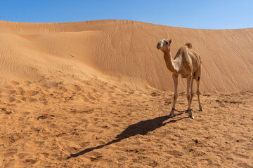 Camel in the desert, iconic animal of the Arabian landscape
