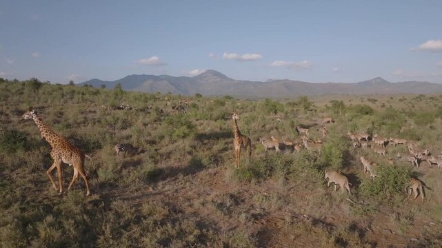 Aerial view of giraffes and zebras standing amongst the sparse vegetation, with mountains in the background, Voi, Taita-Taveta County, Kenya.