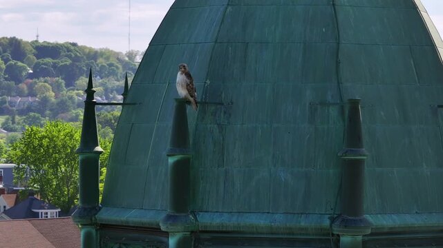 Aerial view of a hawk perched atop a weathered green roof, with houses and trees visible in the soft-focus background, Boston, Massachusetts, United States.