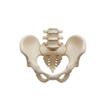 Human pelvis and lumbar spine anatomical model on black background skeleton anatomy