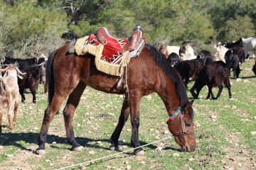 A Saddled Brown Horse Grazing with a Herd of Goats in the Rural Countryside of Adana: Traditional Equestrian Gear and Livestock in a Sunny Mediterranean Pasture