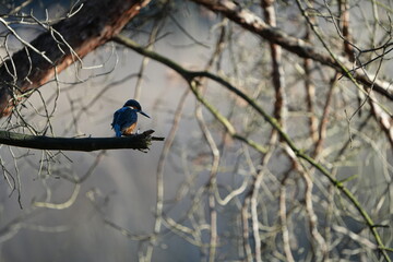 portrait of a common kingfisher sitting on a branch in waalre the netherlands (meertjesven)