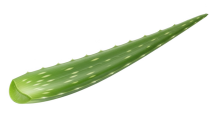 Single green aloe vera leaf with white spots and serrated edges on black background plant succulent