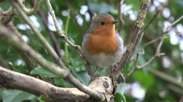 European Robin (Erithacus rubecula) in closeup, looking at the camera, on the branch of a tree. Kent, UK, December. [Half speed]
