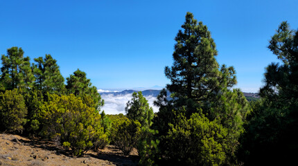 Canary pines and sea of clouds with Pico del Teide in the background, Island El Hierro, Canary Islands, Spain, Europe.