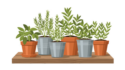 Fototapeta premium Collection of various potted green herbs and plants arranged neatly on a wooden shelf, ideal for home gardening, kitchen decor, or fresh ingredients.