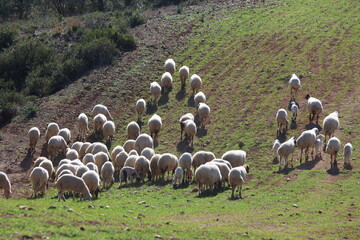Large flock of sheep and lambs grazing on a green hillside in a rural agricultural landscape