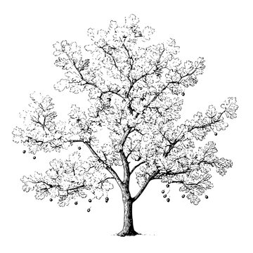 Illustration of a deciduous tree with dense foliage and visible fruits in black and white outline style
