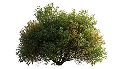 Lush green bush with dense foliage isolated on white background, perfect for landscaping and architectural visualization
