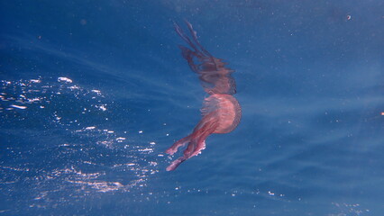 Mauve stinger or night-light jellyfish, phosphorescent jellyfish (Pelagia noctiluca) with reflection undersea, Ligurian Sea, Italy, Imperia  © Alexey