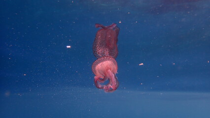 Mauve stinger or night-light jellyfish, phosphorescent jellyfish (Pelagia noctiluca) with reflection undersea, Ligurian Sea, Italy, Imperia  © Alexey