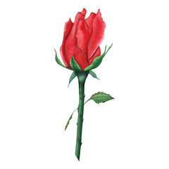 red rose bud, watercolor illustration for dishes, postcards, invitations, and textiles