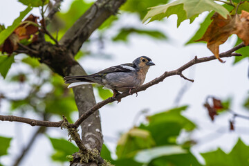 Madeira chaffinch (Fringilla maderensis) perched on branch in laurisilva laurel forest | Zięba maderska siedząca na gałęzi w lesie laurowym