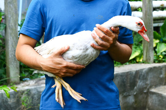 A person holding a white Muscovy duck in their arms on a small farm or backyard setting. The domestic duck is calmly handled, showing a close interaction between human and animal.