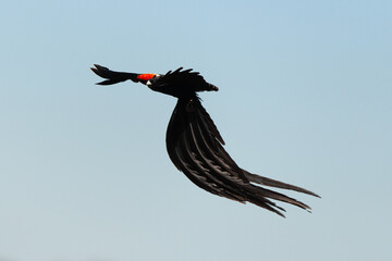 Euplecte à longue queue