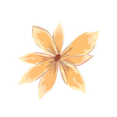 dried flowers in autumn without background