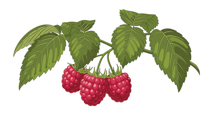 Detailed illustration of fresh red raspberries hanging on a green branch with lush leaves on a white background.