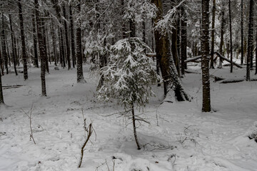 snow-covered trees in dense winter forest
